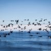 Birds fly over the ocean water, Grootbos Private Reserve, the Whale Coast, South Africa