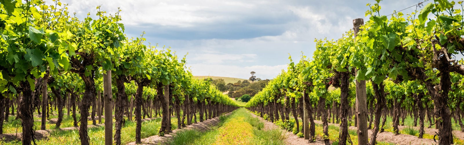 vineyard-barossa-valley-australia