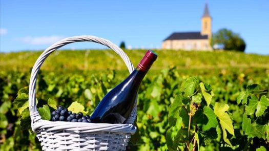 Bottle Basket Picnic Vineyard Bordeaux France