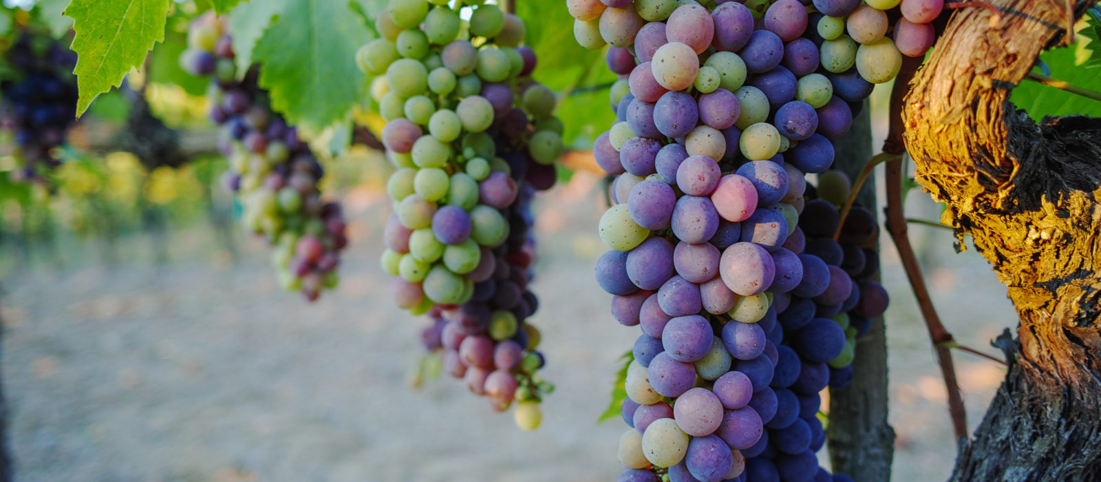 tuscany-grapes