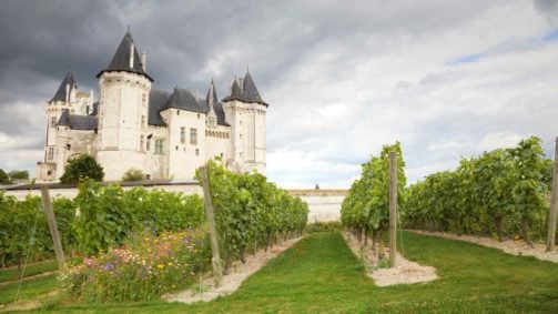 Vineyard Chateau Saumur