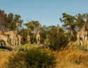 giraffes-botswana-selinda-camp
