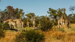 giraffes-botswana-selinda-camp