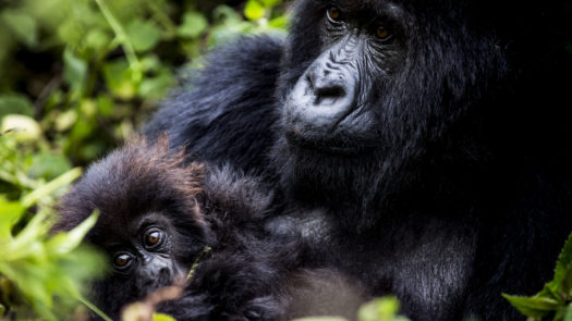 mother-and-child-gorillas-bisate-lodge-rwanda