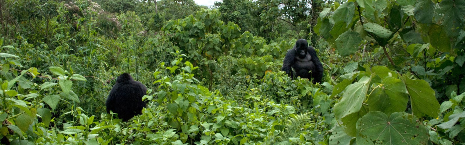A kwitonda and a female gorilla in the Rwandan bush