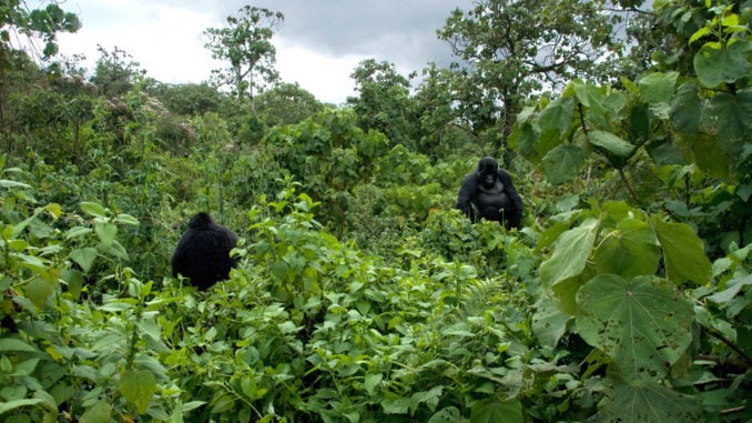 A kwitonda and a female gorilla in the Rwandan bush