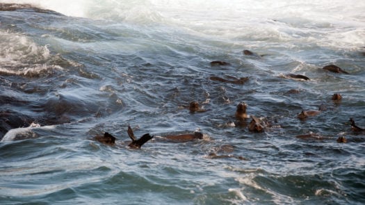 Cape fur seals in the water of the shore of Seal Island in False Bay of South Africa.