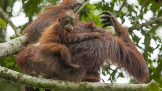 orangutan-borneo