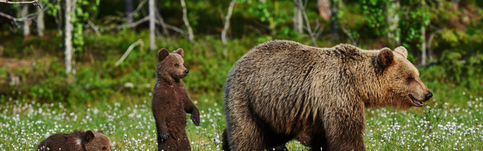 bear-cubs-canada