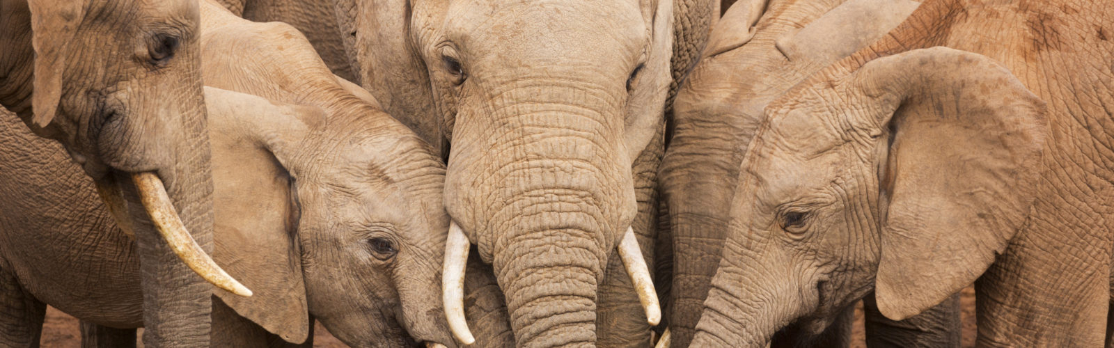 elephants-south-africa