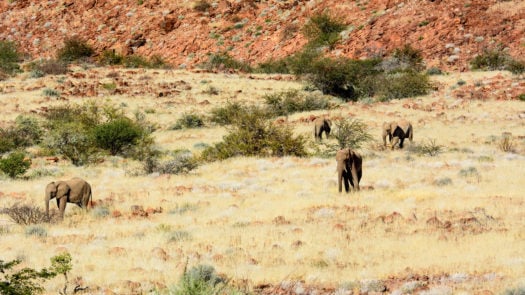 Desert elephants in an African safari landscape