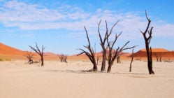 Dryness in Namibia - Sossusvlei