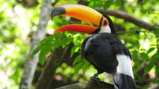 toucan-bird-park-iguassu