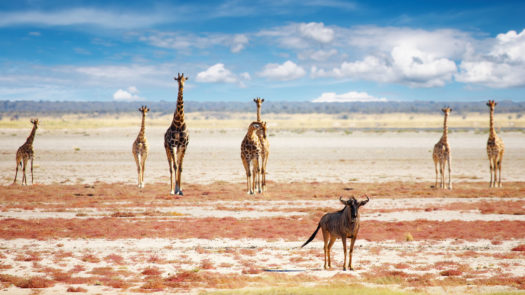 Herd of giraffes in Namibia