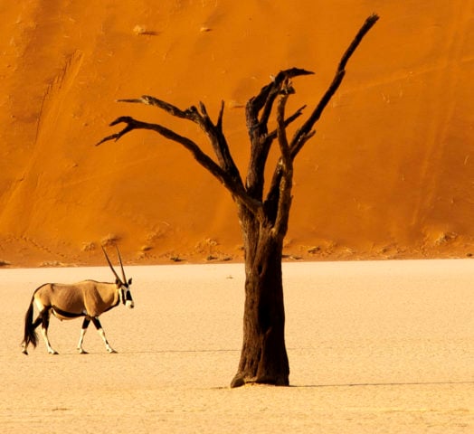 oryx-antelope-namibia