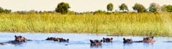 Group of hippos in the water, Okavango Delta,Botswana