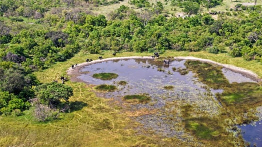 Okavango Delta, Aerial view: Elephants at a pond, Botswana Africa