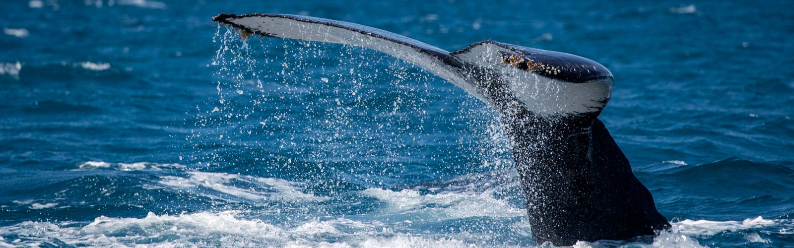 Humpback whale, Baleine à bosse