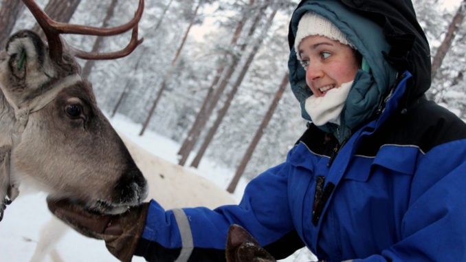 A reindeer eating from a ladies hand on a Reindeer farm in Finland.