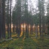 treehotel-forest-swedish-lapland