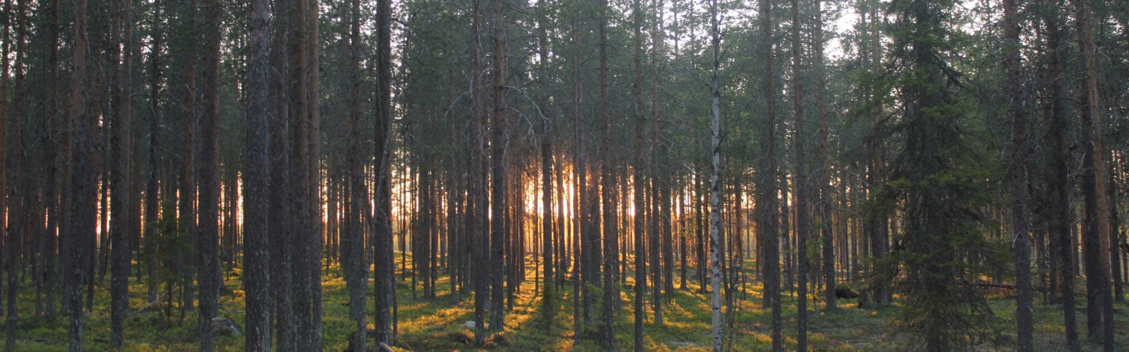 treehotel-forest-swedish-lapland