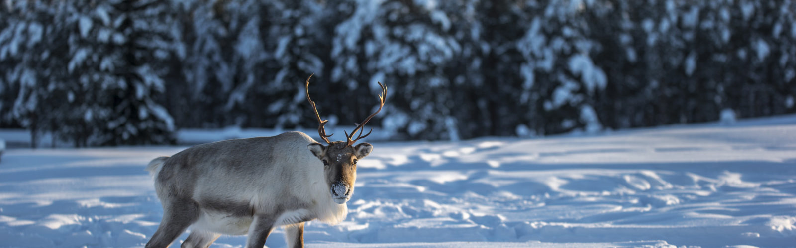 reindeer-swedish-lapland