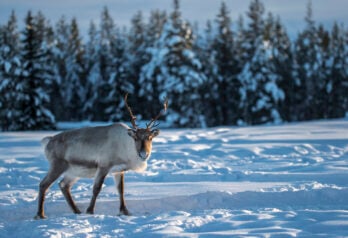 reindeer-swedish-lapland