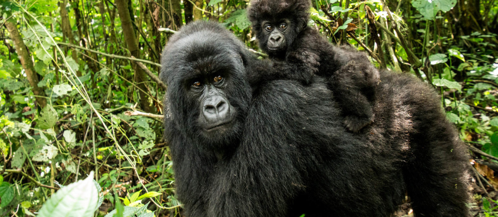A mother gorilla and her baby in Virunga National Park