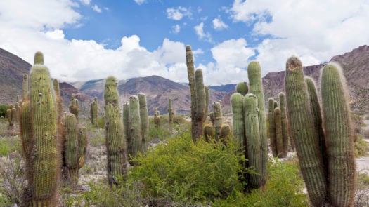 Cactus near Tilcara Argentina Jujuy province Quebrada de Humahuaca