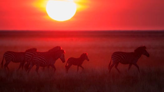 landscape-zebras-liuwa-national-park-zambia