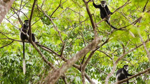 Colobus monkeys in Bwindi Impenatrable Forest