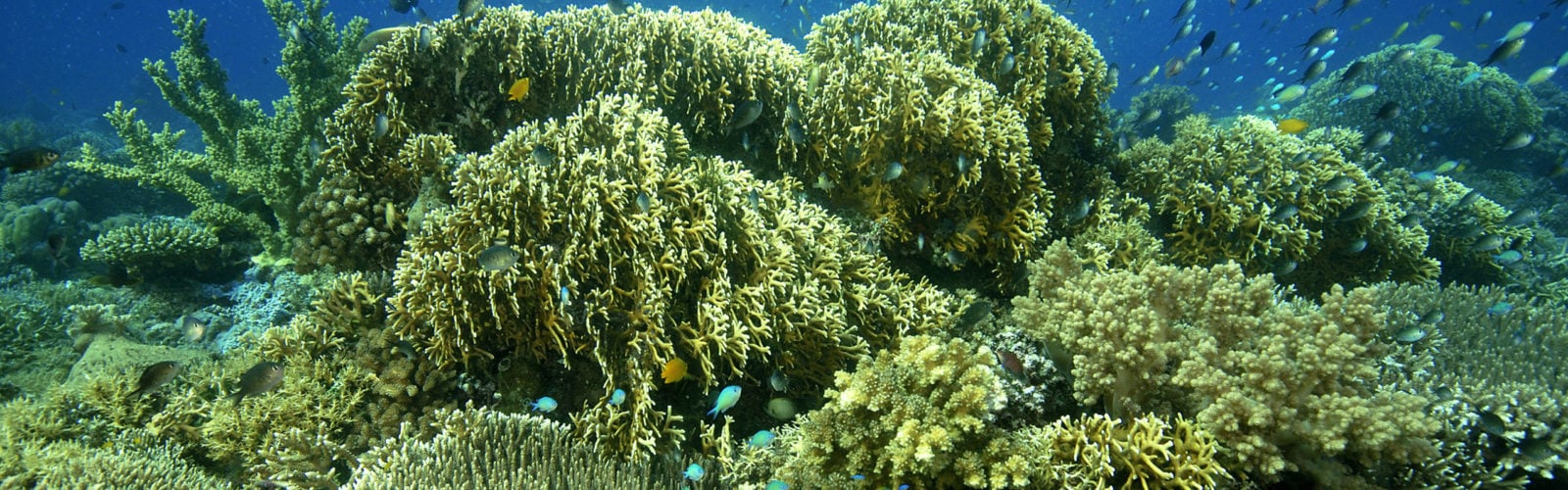 amanwana-coral