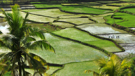 sumba-rice-fields