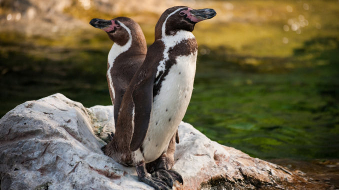 new-zealand-penguin