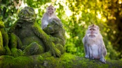 monkey-temple-ubud