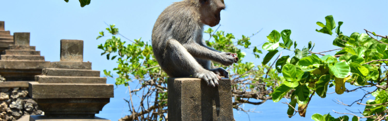uluwatu-bali-monkey