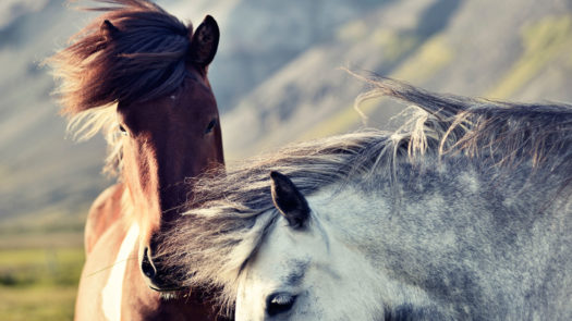 Icelandic-horses