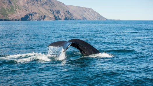 humpback-whale-fin-iceland