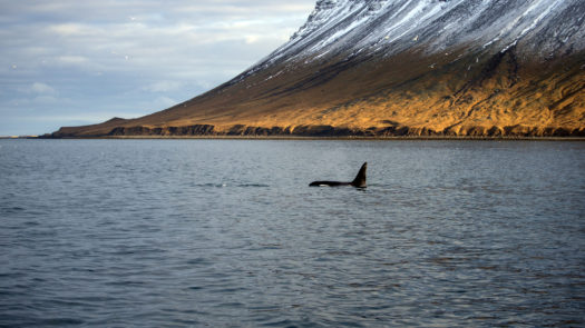 orca-killer-whales-iceland