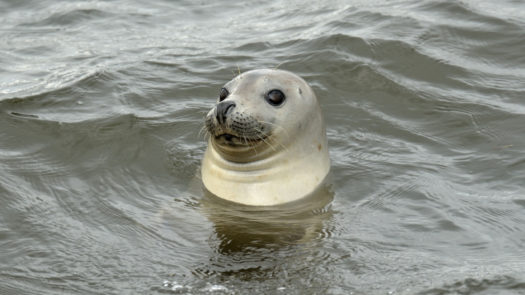 Grey seal off the coast of Iceland