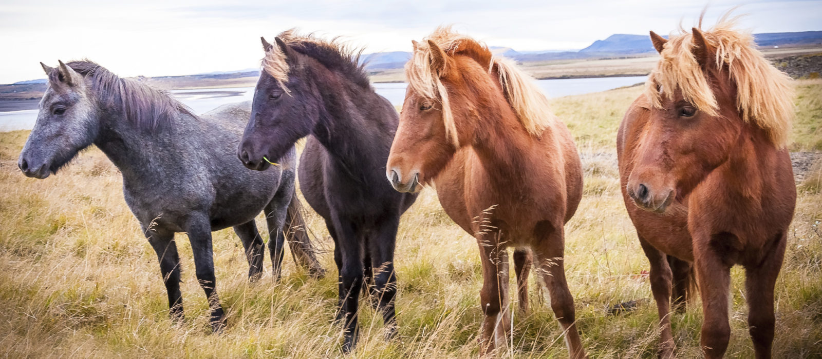 A Guide to Wildlife in Iceland | Jacada Travel
