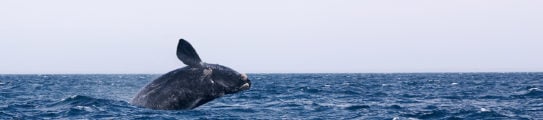 whale-watching-peninsula-valdes-argentina