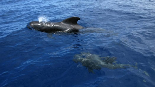 Female whale with baby whale swimming in Brazil