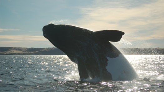 A jumping Patagonian Whale