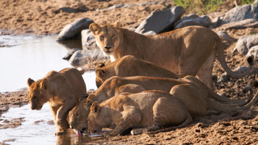 lions drink in the serengeti