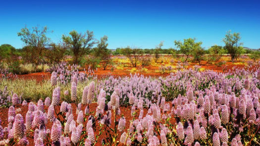 outback-wildflowers