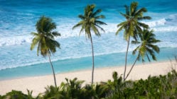 seychelles-palm-trees