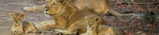 asiatic-lions-gir-forest-national-park-india