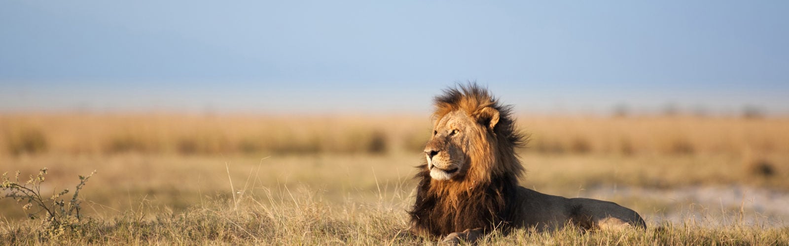 male-lion