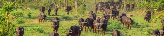 buffalo-herd-kruger-national-park-south-africa